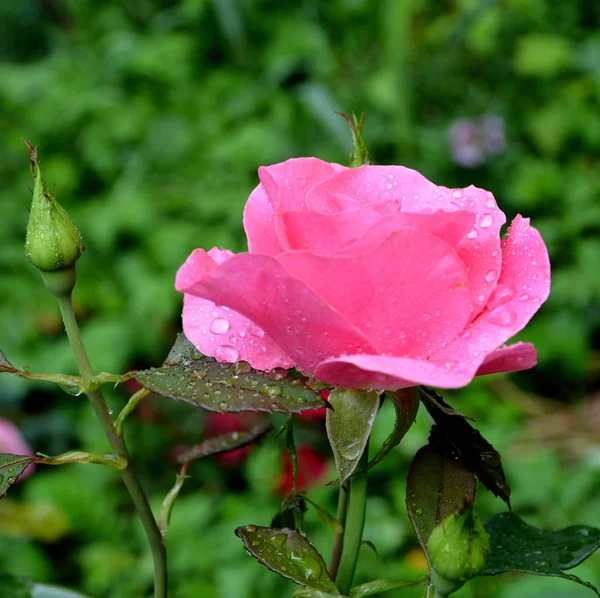 Fantastiskt Rose Fina Blommor Trädgården Midsommar Solig Dag Grönt Landskap — Stockfoto