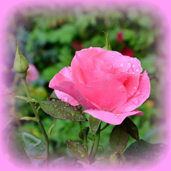 Прекрасная Роза Красивые Цветы Саду Середине Лета Солнечный День Зеленый — стоковое фото
