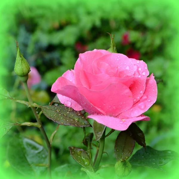 Rose Flores Bonitas Jardim Meados Verão Dia Ensolarado Paisagem Verde — Fotografia de Stock