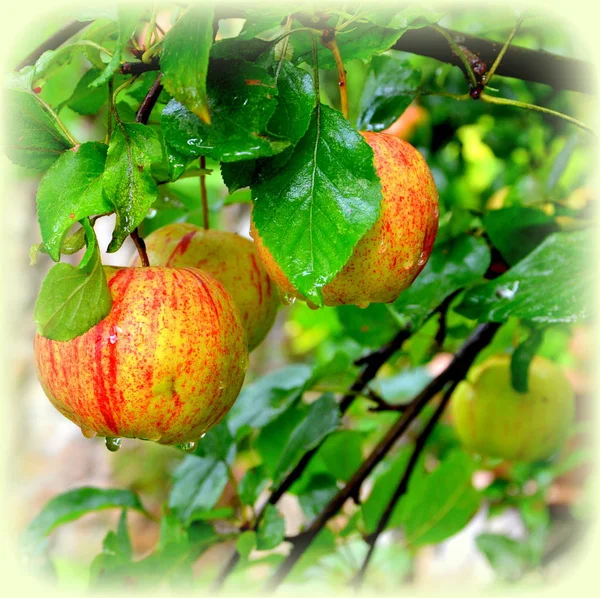 Φρούτα Τρέλα Μήλα Μια Appletree Στο Περιβόλι Νωρίς Καλοκαίρι — Φωτογραφία Αρχείου