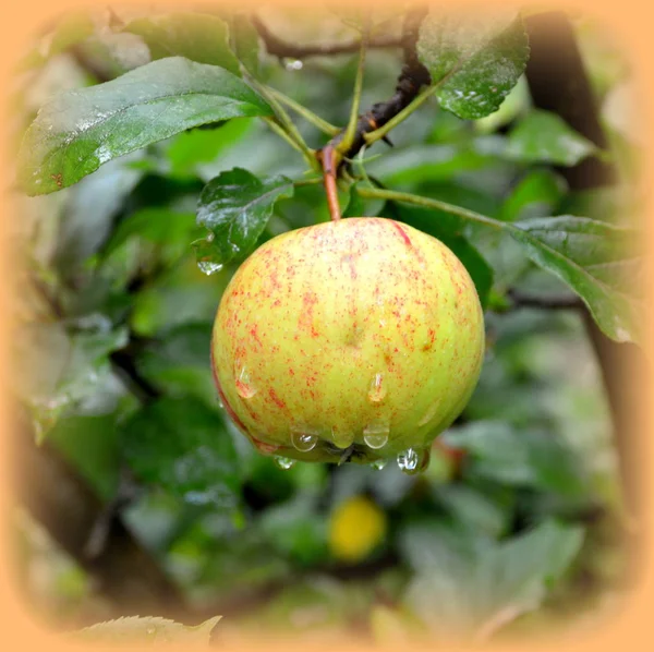 Fruit madness. Small apples in an apple tree in orchard, in early summer. Green leave in the garden, in springtime. Green landscape and water drops