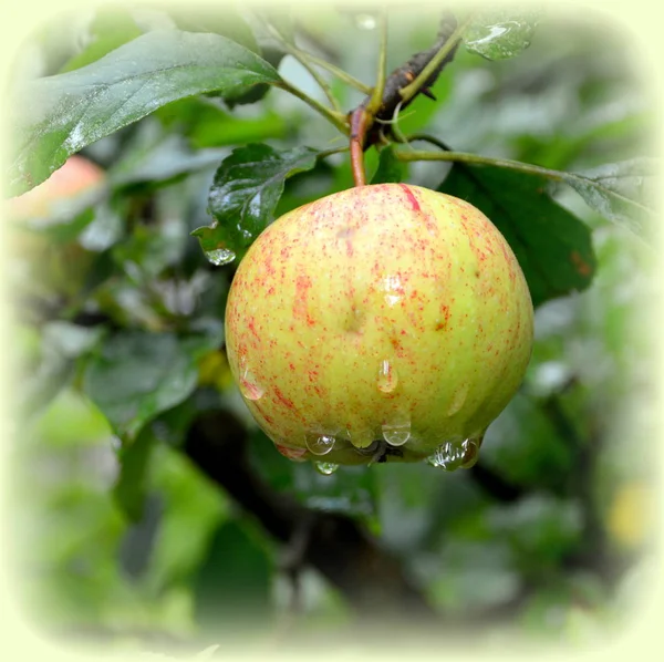 Frukt Galenskap Små Äpplen Ett Äppelträd Orchard Början Sommaren Grön — Stockfoto