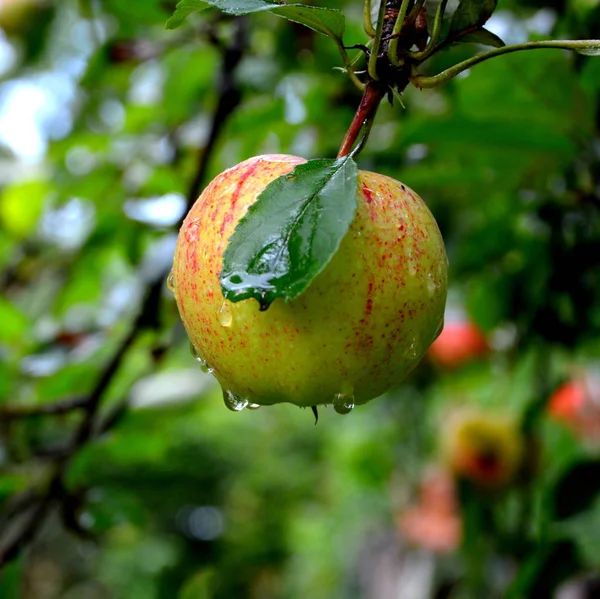 Loucura Fruta Pequenas Maçãs Uma Árvore Maçã Pomar Início Verão — Fotografia de Stock