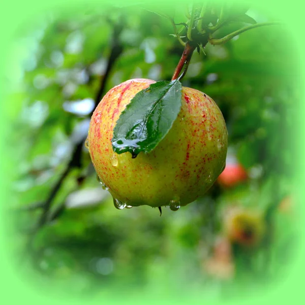 Fruit madness. Small apples in an apple tree in orchard, in early summer. Green leave in the garden, in springtime. Green landscape and water drops