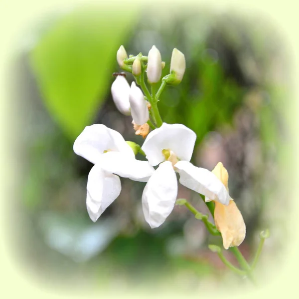 Begonia Blanca Bonitas Flores Jardín Pleno Verano Día Soleado Paisaje —  Fotos de Stock