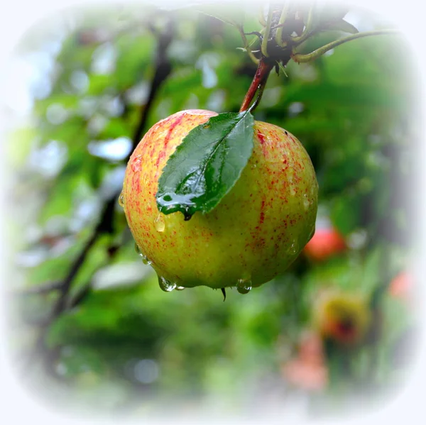 Fruit madness. Small apples in an apple tree in orchard, in early summer. Green leave in the garden, in springtime. Green landscape and water drops