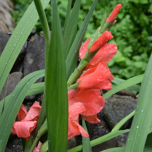 Gladiolus Fina Blommor Trädgården Midsommar Solig Dag Grönt Landskap — Stockfoto