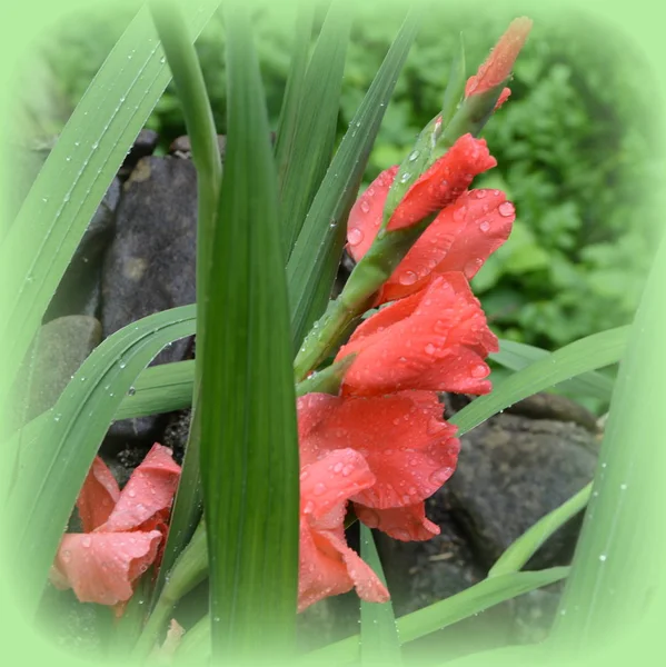 Gladiolus Fina Blommor Trädgården Midsommar Solig Dag Grönt Landskap — Stockfoto