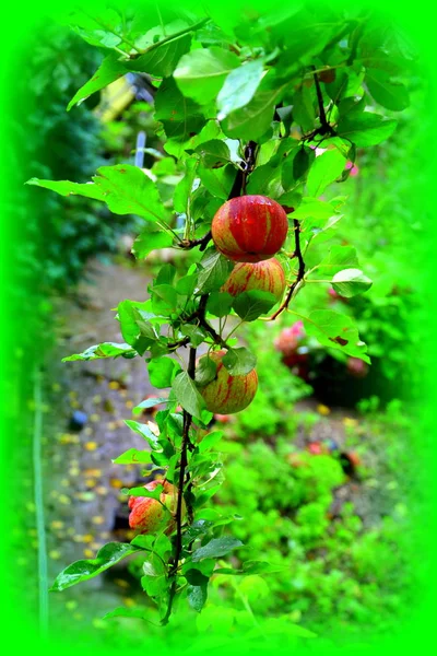 Pazzia Frutta Piccole Mele Melo Frutteto All Inizio Dell Estate — Foto Stock