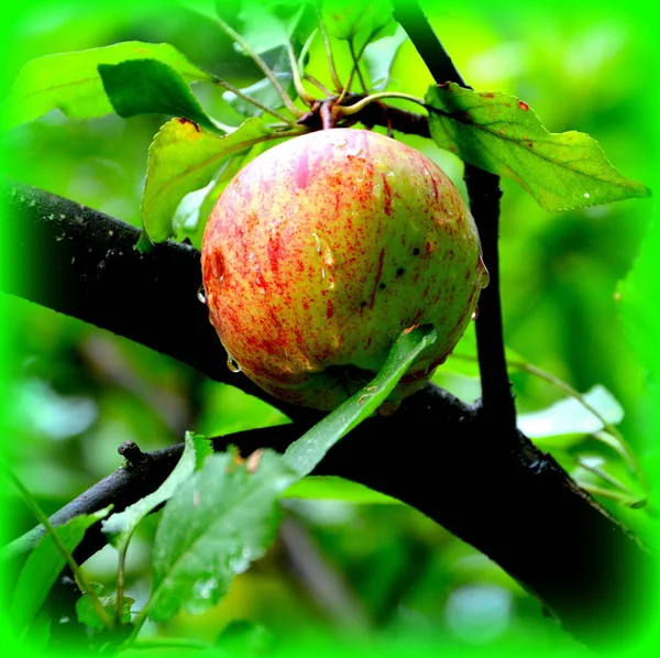 Grünes Laub Garten Frühling Grüne Landschaft Und Wassertropfen — Stockfoto