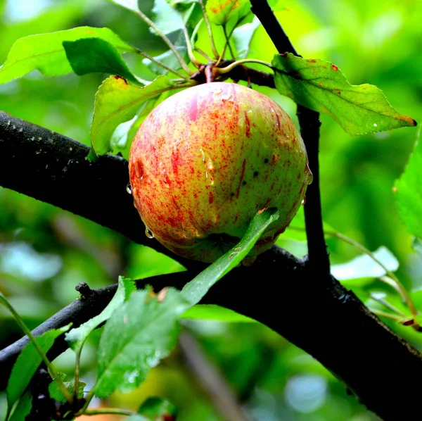 Φρούτα Τρέλα Μικρά Μήλα Ένα Δέντρο Μηλιάς Στο Περιβόλι Νωρίς — Φωτογραφία Αρχείου