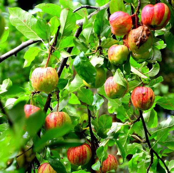 Licença Verde Jardim Primavera Paisagem Verde Quedas Água — Fotografia de Stock