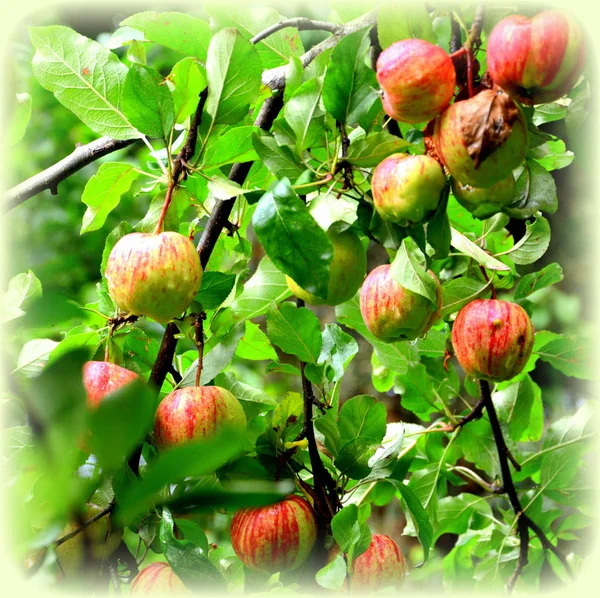 Frukt Galenskap Små Äpplen Ett Äppelträd Orchard Början Sommaren Grön — Stockfoto
