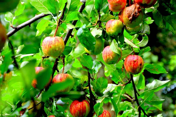 Loucura Fruta Pequenas Maçãs Uma Árvore Maçã Pomar Início Verão — Fotografia de Stock