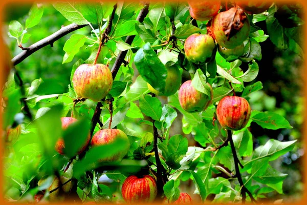 Loucura Fruta Pequenas Maçãs Uma Árvore Maçã Pomar Início Verão — Fotografia de Stock
