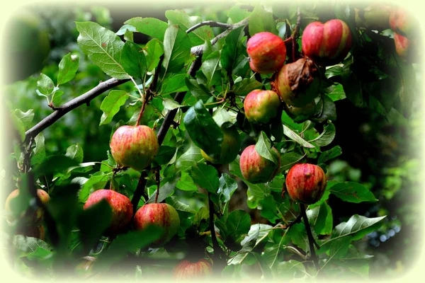 Fruit madness. Small apples in an apple tree in orchard, in early summer. Green leave in the garden, in springtime. Green landscape and water drops
