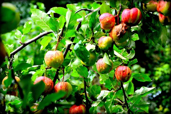 Fruit madness. Small apples in an apple tree in orchard, in early summer. Green leave in the garden, in springtime. Green landscape and water drops