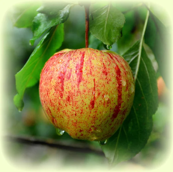 Fruchtwahnsinn Kleine Äpfel Einem Apfelbaum Obstgarten Frühsommer Grünes Laub Garten — Stockfoto