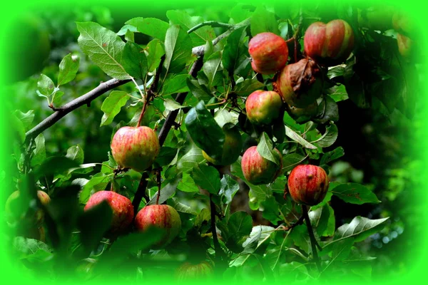 Fruit madness. Small apples in an apple tree in orchard, in early summer