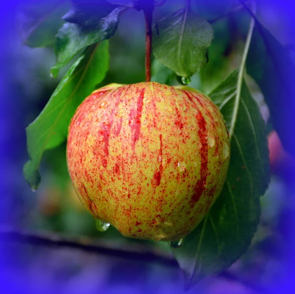 Frukt Galenskap Små Äpplen Ett Äppelträd Orchard Början Sommaren — Stockfoto