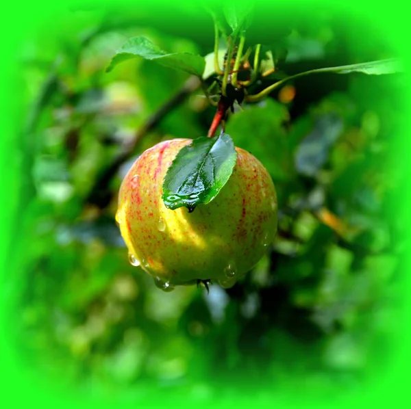 Fruit madness. Small apples in an apple tree in orchard, in early summer. Green leave in the garden, in springtime. Green landscape and water drops