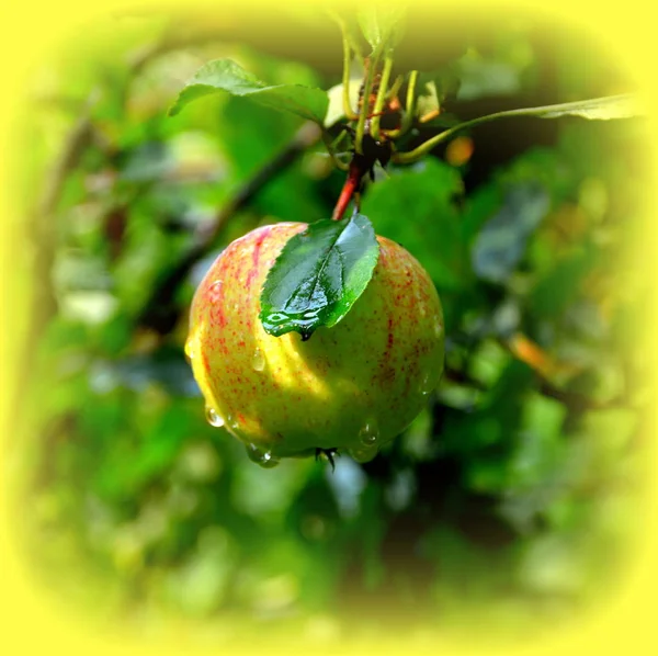 Folie Fruitée Petites Pommes Dans Pommier Dans Verger Début Été — Photo