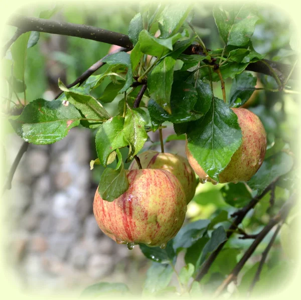 Fruit madness. Small apples in an apple tree in orchard, in early summer. Green leave in the garden, in springtime. Green landscape and water drops