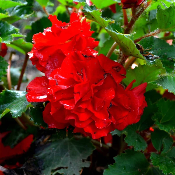 Wonderful Red Begonia Nice Flowers Garden Midsummer Sunny Day Green — Stock Photo, Image