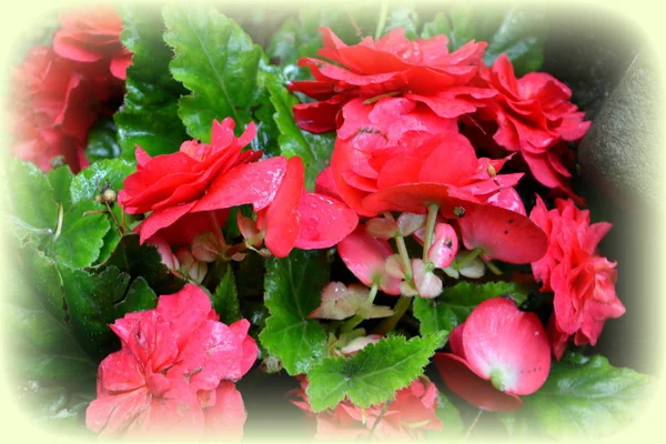 Wonderful red Begonia. Nice flowers in the garden in midsummer, in a sunny day. Green landscape