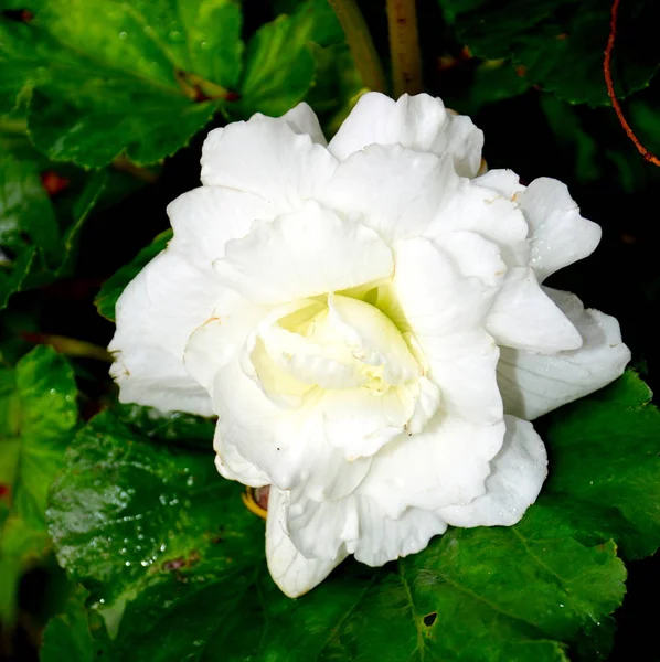 Begonia Branca Flores Bonitas Jardim Meados Verão Dia Ensolarado Paisagem — Fotografia de Stock