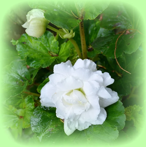 White Begonia. Nice flowers in the garden in midsummer, in a sunny day. Green landscape