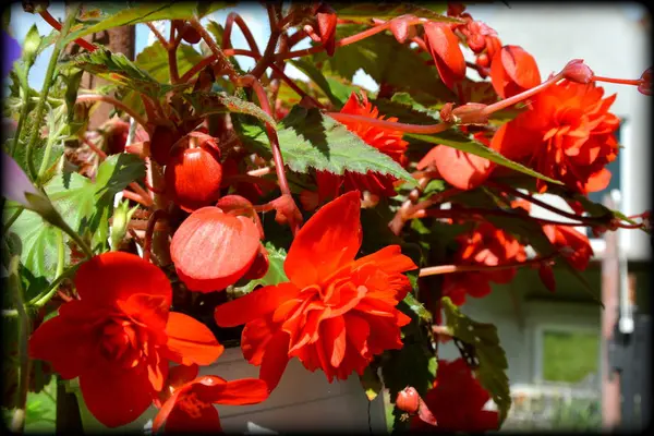 Bonitas Flores Jardín Pleno Verano Día Soleado Paisaje Verde — Foto de Stock