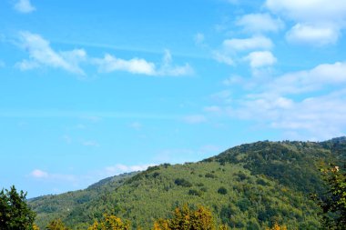 Romanya 'nın Transilvanya ormanlarındaki tipik manzara. Yazın ortasında, güneşli bir günde yeşil bir manzara.