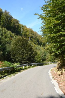 Romanya 'nın Transilvanya ormanlarındaki tipik manzara. Yazın ortasında, güneşli bir günde yeşil bir manzara.