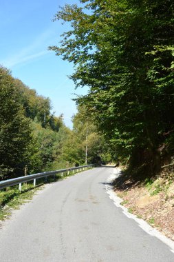 Romanya 'nın Transilvanya ormanlarındaki tipik manzara. Yazın ortasında, güneşli bir günde yeşil bir manzara.