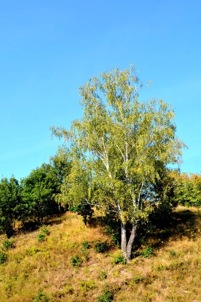 루마니아의 트란실바니아 삼림의 전형적 여름날 여름의 — 스톡 사진
