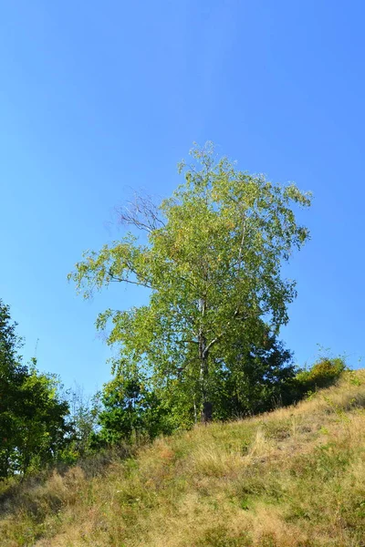 루마니아의 트란실바니아 삼림의 전형적 여름날 여름의 — 스톡 사진