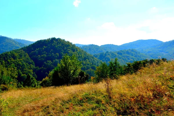 Типичный Пейзаж Лесах Трансильвании Румыния Зеленый Пейзаж Середине Лета Солнечный — стоковое фото
