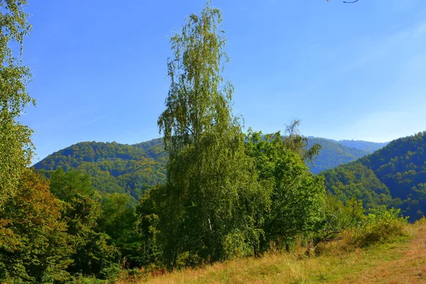 Typical Landscape Forests Transylvania Romania Green Landscape Midsummer Sunny Day — Stock Photo, Image