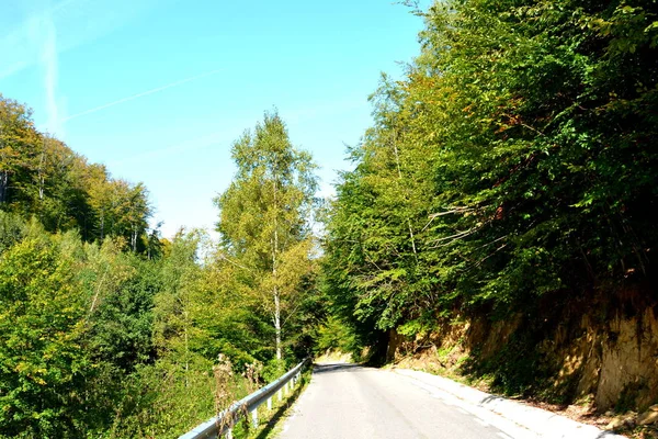 Typical landscape in the forests of Transylvania, Romania. Green landscape in the midsummer, in a sunny day