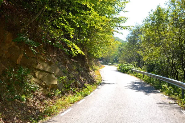 Typical Landscape Forests Transylvania Romania Green Landscape Midsummer Sunny Day — Stock Photo, Image