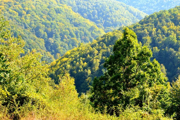 罗马尼亚特兰西瓦尼亚森林的典型景观 仲夏的绿意盎然 阳光明媚 — 图库照片