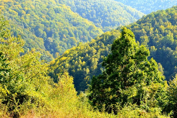 Typická Krajina Lesích Transylvánie Rumunsko Zelená Krajina Uprostřed Léta Slunečného — Stock fotografie