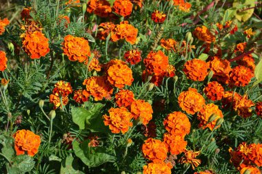 Yaz ortası, güneşli bir gün Bahçe en güzel çiçekler. Yeşil manzara