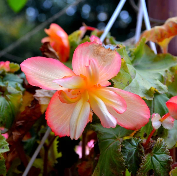 Flores Bonitas Jardim Meados Verão Dia Ensolarado Paisagem Verde — Fotografia de Stock