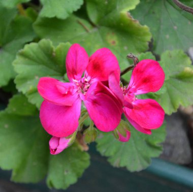 Yaz ortası, güneşli bir gün Bahçe en güzel çiçekler. Yeşil manzara