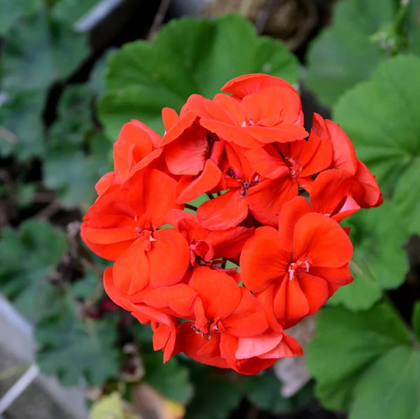 Mooie Bloemen Tuin Midzomer Een Zonnige Dag Groene Landschap — Stockfoto