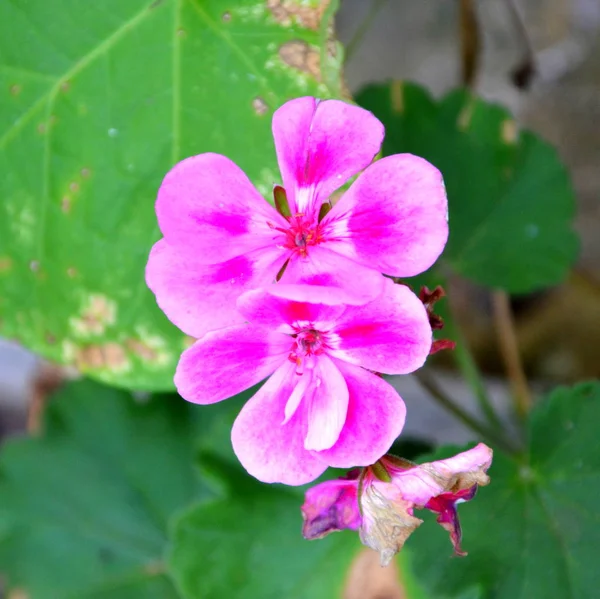 Jolies Fleurs Dans Jardin Milieu Été Par Une Journée Ensoleillée — Photo