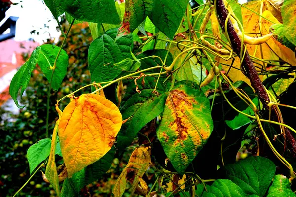 花园中的秋天风景 秋天的颜色和干燥的叶子的疯狂 — 图库照片