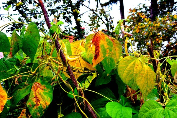 Autumn Landscape Garden Madness Colours Fall Season Dry Leaves — Stock Photo, Image